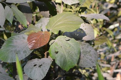 Ficus auriculata, photographed by S.MORE