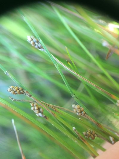 Eleocharis elliptica, photographed by Étienne Lacroix-Carignan
