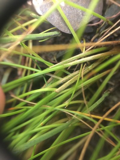 Eleocharis elliptica, photographed by Étienne Lacroix-Carignan