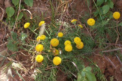 Anacyclus homogamos, photographed by Oleg Kosterin