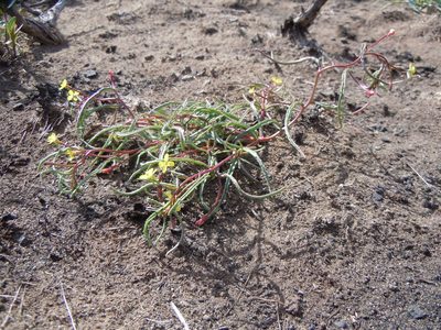 Camissonia parvula, photographed by Matt Lavin