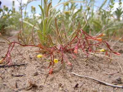 Camissonia parvula, photographed by Matt Lavin