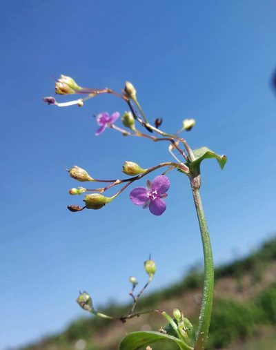 Murdannia spirata, photographed by S.MORE
