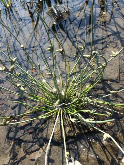 Schoenoplectiella smithii, photographed by Étienne Lacroix-Carignan