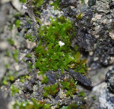 Encalypta vulgaris, photographed by carnifex