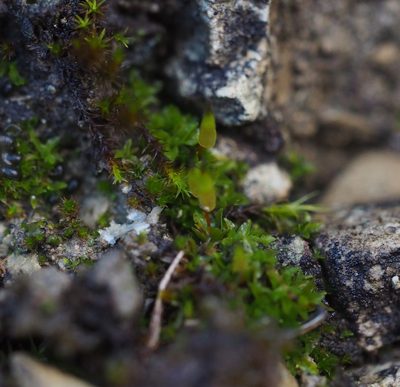Encalypta vulgaris, photographed by carnifex