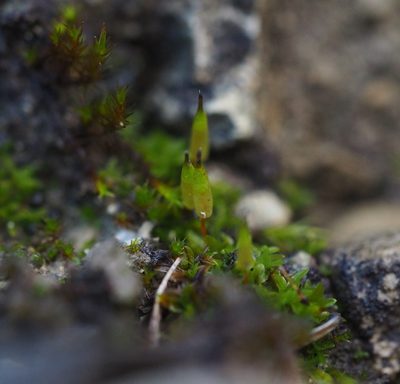 Encalypta vulgaris, photographed by carnifex