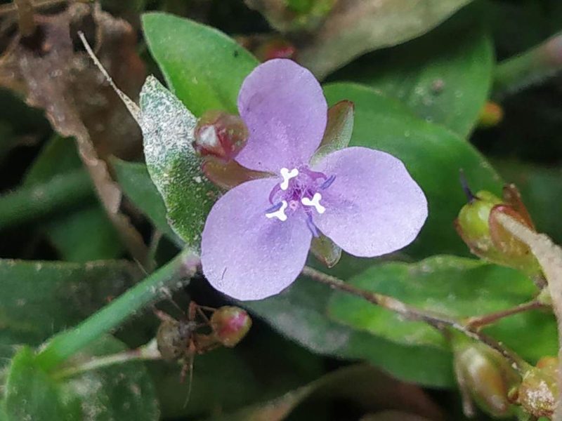 Murdannia spirata, photographed by S.MORE