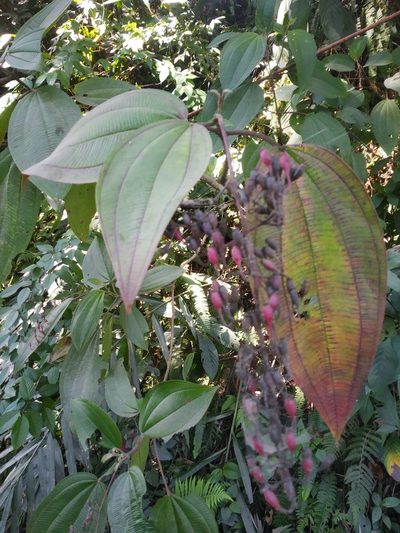 Oxyspora paniculata, photographed by S.MORE