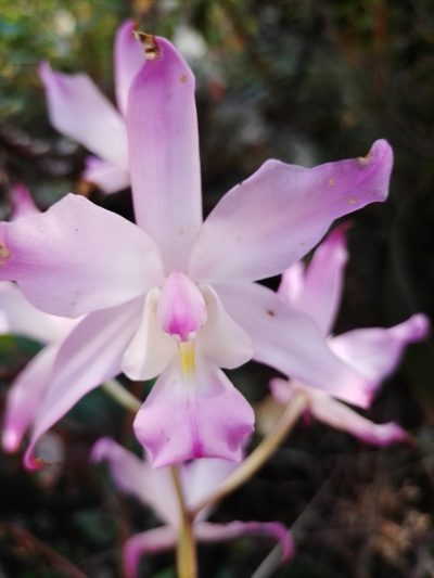 Laelia autumnalis, photographed by Manuel Nicolás Madrigal Pérez