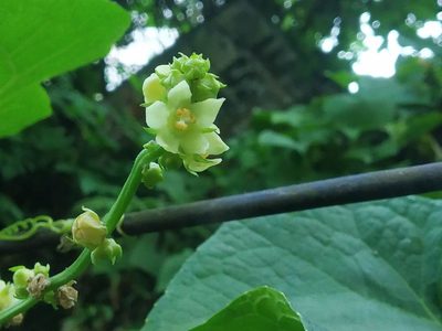 Sicyos edulis, photographed by S.MORE