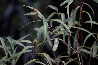 Salix caroliniana, photographed by kerykeion