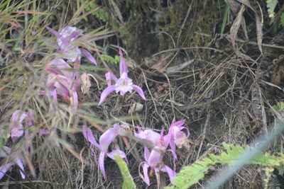 Pleione praecox, photographed by S.MORE