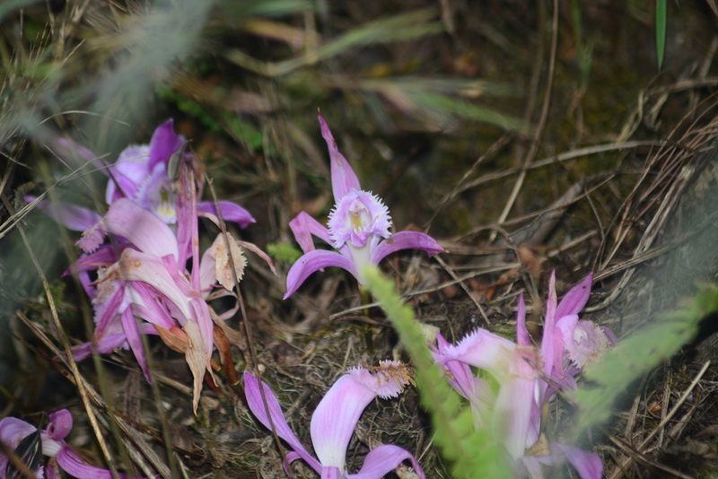 Pleione praecox, photographed by S.MORE