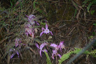 Pleione praecox, photographed by S.MORE