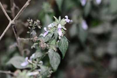 Dicliptera chinensis, photographed by S.MORE