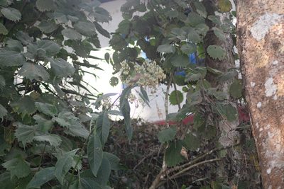 Blumea aromatica, photographed by S.MORE