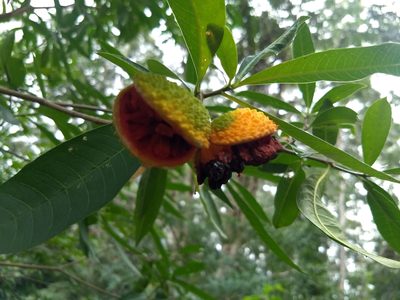 Tabernaemontana catharinensis, photographed by E Santos Ortega