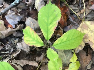 Panax quinquefolius, photographed by Bryan Connolly