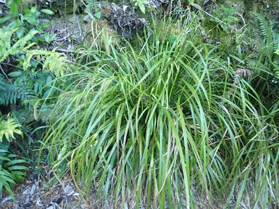 Carex forsteri, photographed by Paul Bell-Butler