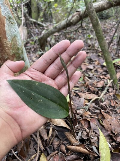 Eltroplectris calcarata, photographed by Brandon Corder