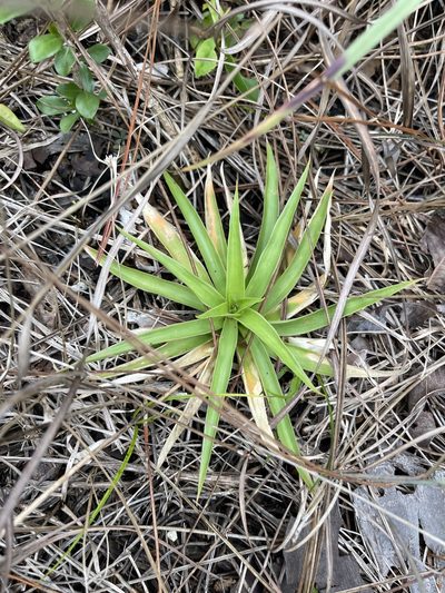 Aletris bracteata, photographed by Brandon Corder