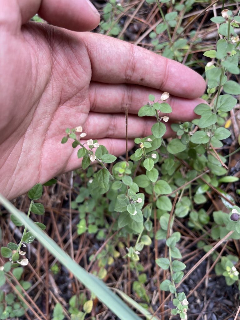 Scutellaria havanensis, photographed by Brandon Corder