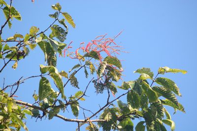 Terminalia myriocarpa, photographed by S.MORE