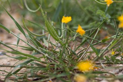 Hypecoum imberbe, photographed by Tim Johnson