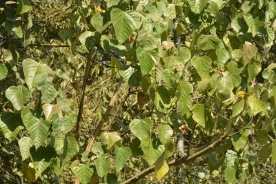 Macaranga denticulata, photographed by S.MORE