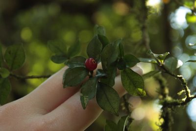 Psychotria parvifolia, photographed by przese