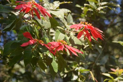 Euphorbia pulcherrima, photographed by S.MORE