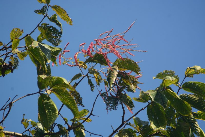 Terminalia myriocarpa, photographed by S.MORE