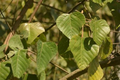 Macaranga denticulata, photographed by S.MORE