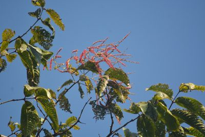 Terminalia myriocarpa, photographed by S.MORE