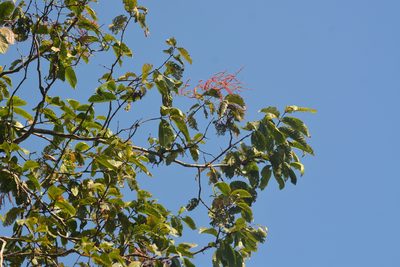 Terminalia myriocarpa, photographed by S.MORE