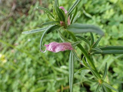 Misopates orontium, photographed by Donald Davesne