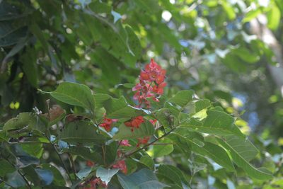 Holmskioldia sanguinea, photographed by S.MORE