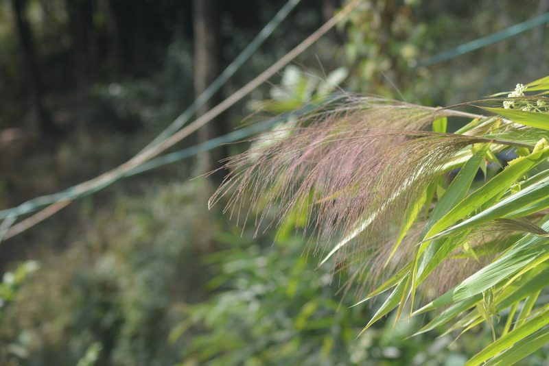 Thysanolaena latifolia, photographed by S.MORE