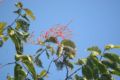 Terminalia myriocarpa, photographed by S.MORE