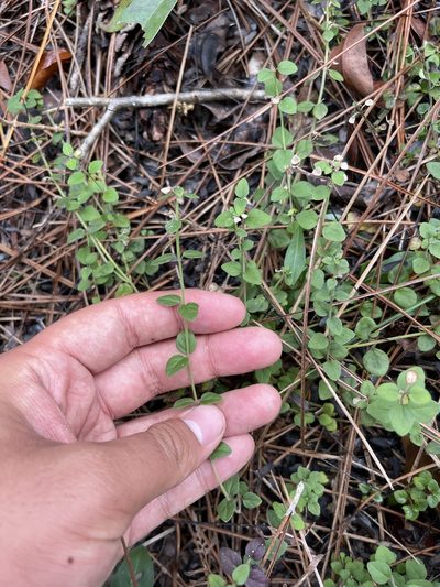 Scutellaria havanensis, photographed by Brandon Corder