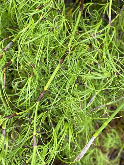 Caustis recurvata, photographed by Richard Fuller