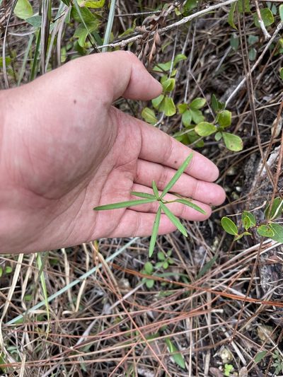 Euphorbia pinetorum, photographed by Brandon Corder