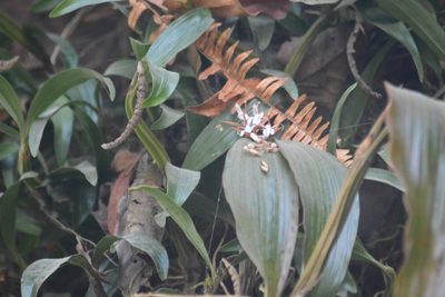 Coelogyne porrecta, photographed by S.MORE