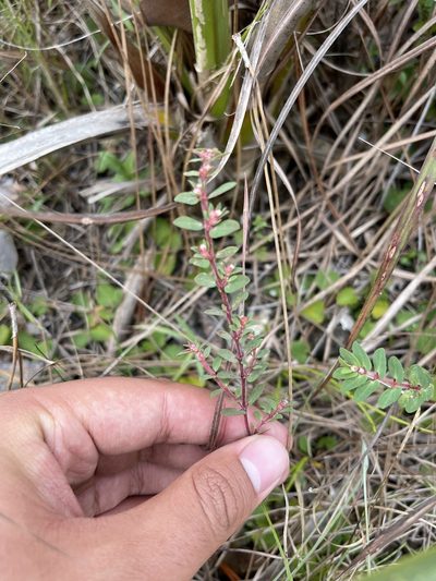 Euphorbia conferta, photographed by Brandon Corder