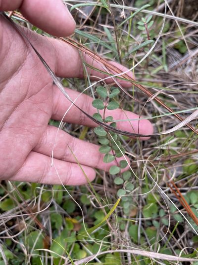 Euphorbia porteriana, photographed by Brandon Corder
