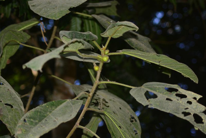 Ficus simplicissima, photographed by S.MORE