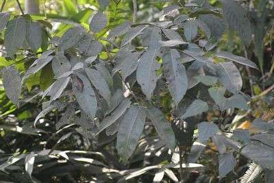 Sapindus mukorossi, photographed by S.MORE