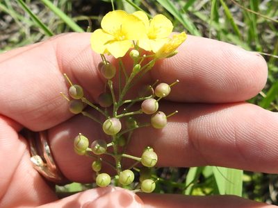 Physaria gracilis, photographed by Sam Kieschnick