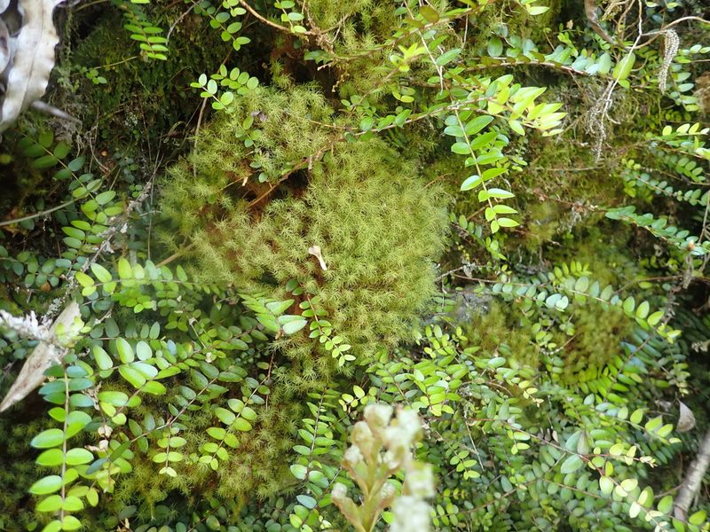 Bartramia mossmaniana, photographed by Paul Bell-Butler